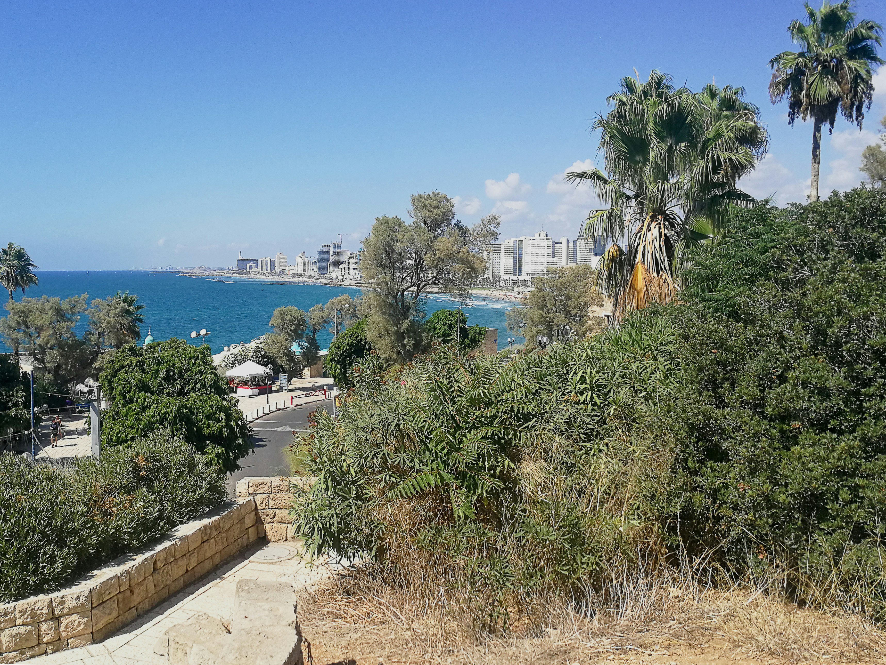 green palm trees near body of water during daytime